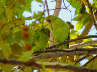 The rose-ringed parakeet (Psittacula krameri)