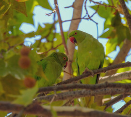 Obraz premium The rose-ringed parakeet (Psittacula krameri)