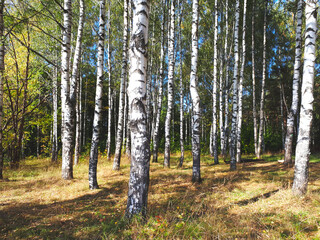 Birch Forest In Summer In The Afternoon. Birch Forest On A Hill. Birch Forest On An Uphill