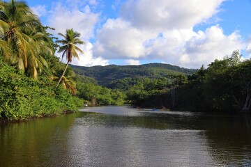Fototapeta na wymiar Guadeloupe nature - jungle lagoon