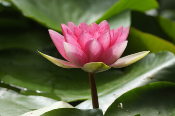 Obraz premium A flowering pink water Lily Pad growing in a lake in the UK.