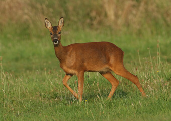 A female Roe Deer, Capreolus capreolus, walking across a meadow early morning.
