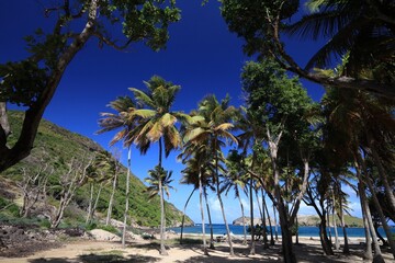 Fototapeta premium Guadeloupe - perfect beach under palm trees