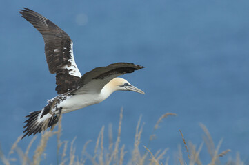 A juvenile Gannet, Morus bassanus, flying along the coastline at Bempton Cliffs.