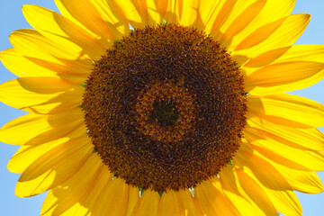 Helianthus annuus
