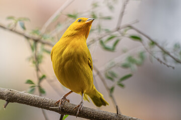 Saffron Finch - canário da terra