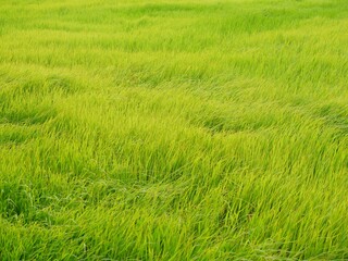 The green rice fields sway in the wind in the background.