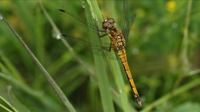 A Black Darter Dragonfly, Sympetrum danae, perched on a blade of grass.