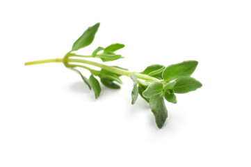 Fototapeta na wymiar Aromatic thyme sprig on white background. Fresh herb