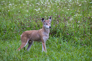 Coyote Posing In The Flowers In Smoky Mountains