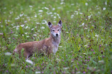 Coyote Among The Flowers In Cades Cove