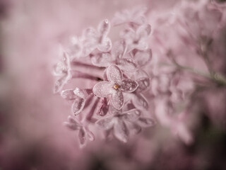 Macro flower lilac
