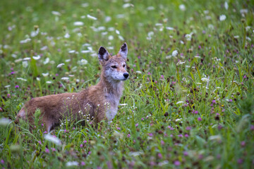 Coyote In Wildflowers In Smoky Mountains