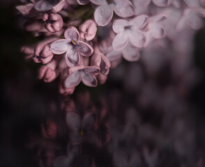 Macro flower lilac - obrazy, fototapety, plakaty