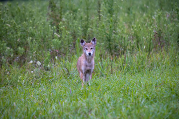 Naklejka na ściany i meble Curious Coyote In Green Grass In Smoky Mountains