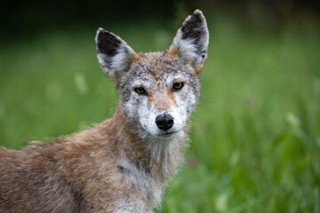 Coyote Close Up Portrait In Green Field