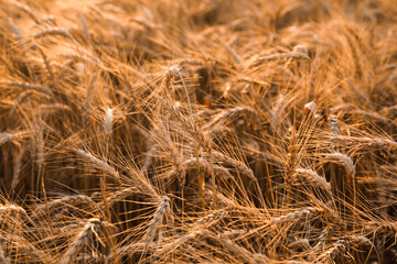 Golden ripe wheat spikelets growing in field