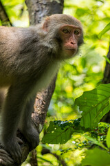 A monkey in wild forest. Animal portrait.