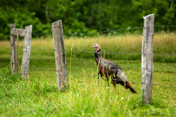 Turkey Bird In Cades Cove In Smoky Mountains