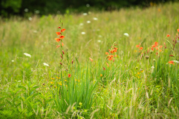 Orange Gladiolus Flowers In Smoky Mountains