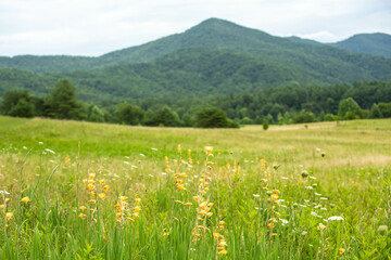 Fototapeta premium Gladiolus And Queen Annes Lace In Smoky Mountains
