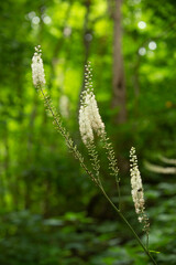 Foamflower In The Forest In Smoky Mountains