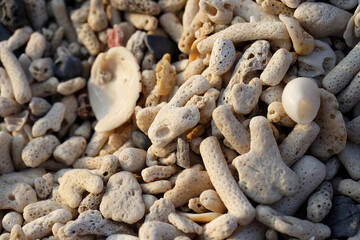Beach coral in Halong Bay Vietnam