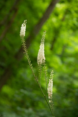 Foam Flower Wild Flower In Smokey Mountains