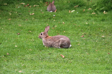 wild grey rabbits in the park