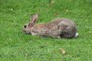 wild grey rabbits in the park