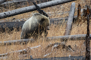 Grizzly Bear