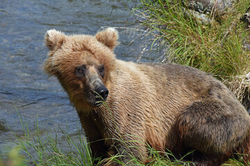 Fototapeta premium Closeup of Grizzly Cub at Brooks Falls Alaska