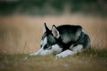 Siberian husky resting in the grass in the meadow