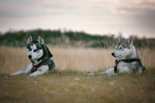 Siberian husky resting in the grass in the meadow
