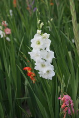 Gladiolen, Schwertliliengewächse, Gefäßpflanze,
Schnittblumen,Herbst, Sommerblume,