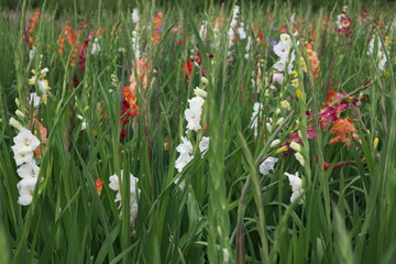 Gladiolen, Schwertliliengewächse, Gefäßpflanze,
Schnittblumen,Herbst, Sommerblume,