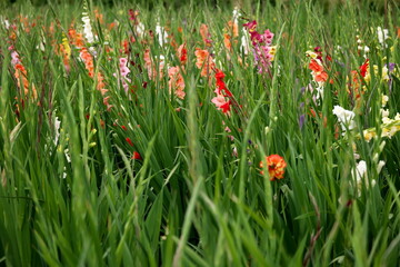 Gladiolen, Schwertliliengewächse, Gefäßpflanze,
Schnittblumen,Herbst, Sommerblume,