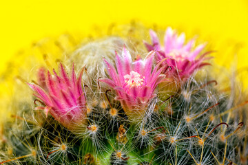 Closeup of beautiful pink cactus flowers with spines
