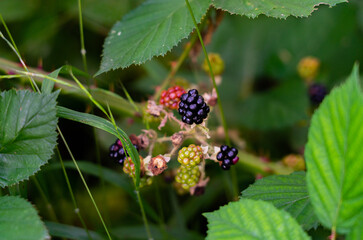 blackberry bush in the garden