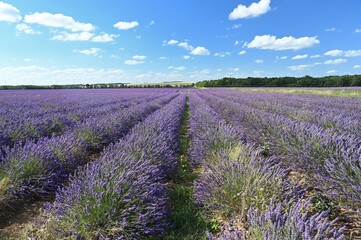 Fototapeta na wymiar Culture of lavender in central France