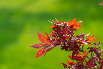 red leaves