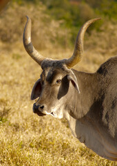 long-horned attentive ox in the pasture