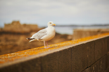 Large seagull on the fortress wall in Saint-Malo , Brittany, France