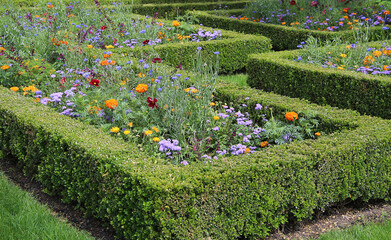 Landscaping idea with summer flowers in blue and orange within rectangles of beech hedge...