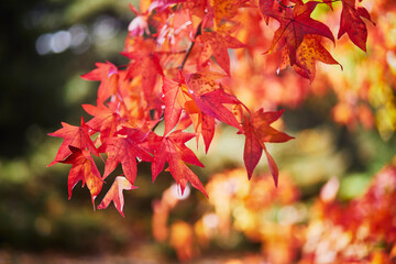 Bright colorful red and yellow autumn leaves on a sunny fall day