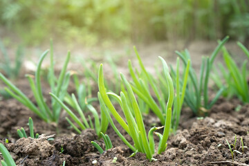 Green onions growing in a greenhouse - fresh healthy organic food, agriculture business concept.