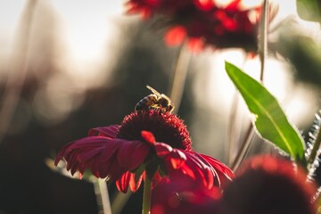 A portrait of a bee sitting on a red coneflower during golden hour. The insect is searching for nectar and pollen on a red salsa sombrero echinacea purpurea. - obrazy, fototapety, plakaty