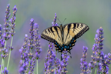 Fototapeta na wymiar Closeup of a Canada tiger swallowtail butterfly pollinating a lavender flower - Michigan