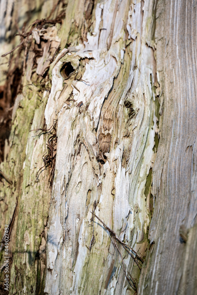 Poster vertical shot of the patterns and textures of the trunk of a tre
