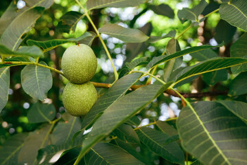 Green walnuts among the foliage on the tree. Nuts grow on a tree. Two walnuts growing among the foliage
